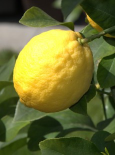 un-regime-alimentaire-acide-pourrait-etre-une-cause-de-hypertension-060215155